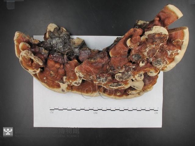 登錄號:F0015492藏品圖，第3張
