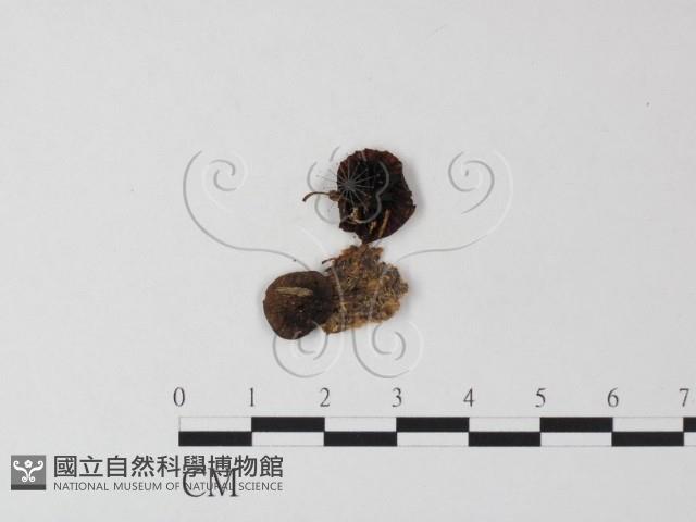 登錄號:F0023492藏品圖，第3張