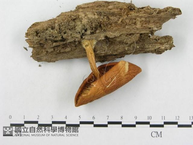 登錄號:F0003492藏品圖，第3張