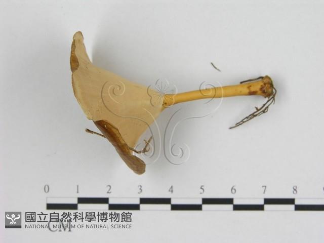 黄柄小孔菌藏品圖，第3張