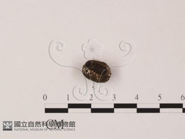 刺革菌屬藏品圖，第3張