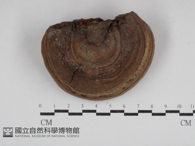 靈芝屬藏品圖，第3張