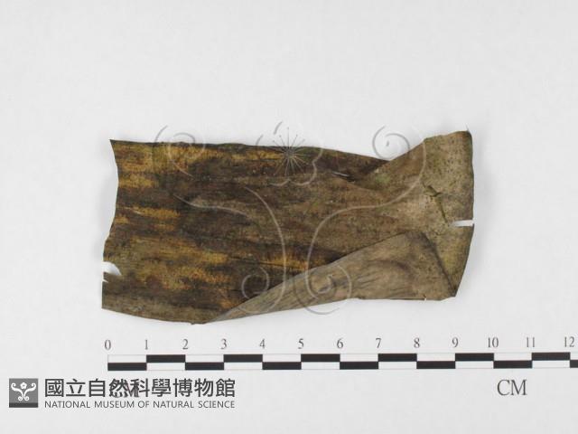 登錄號:F0026792藏品圖，第1張