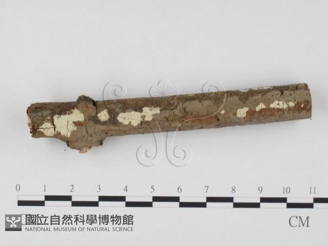 冇骨消絲齒菌藏品圖，第3張
