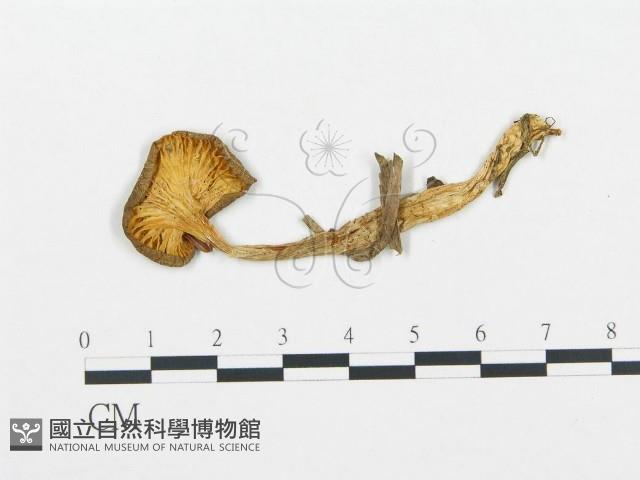 杯傘屬藏品圖，第3張