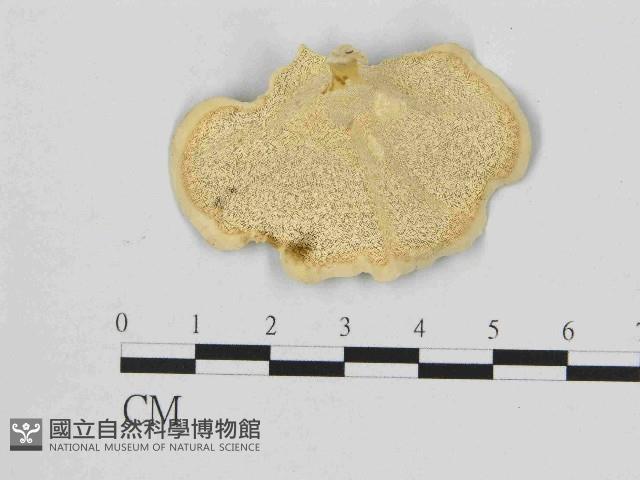 黄柄小孔菌藏品圖，第3張