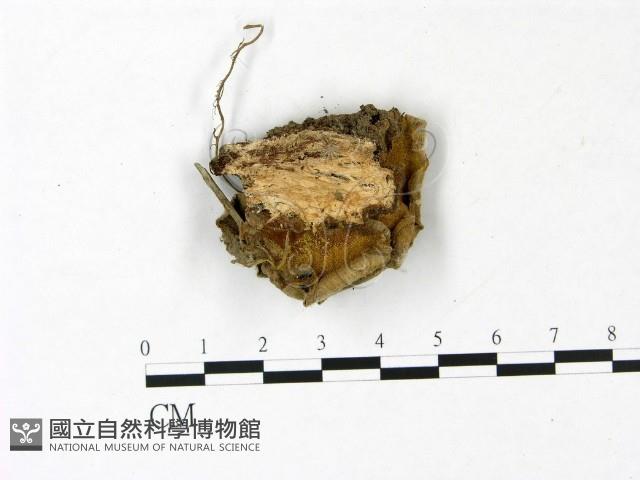 登錄號:F0022792藏品圖，第3張