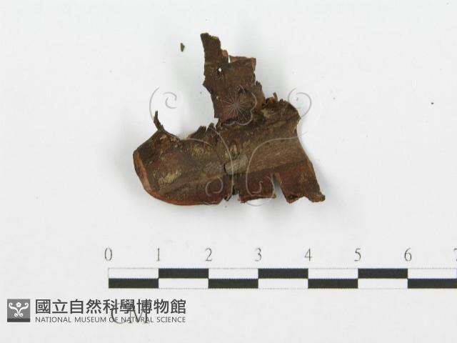 裂褶菌藏品圖，第3張