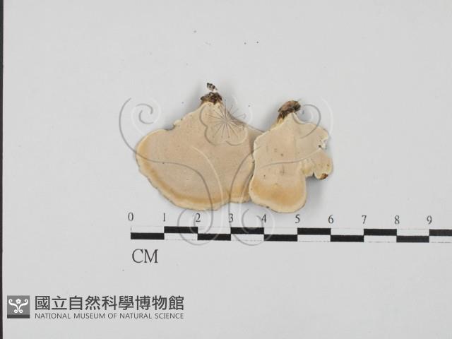 小孔菌屬藏品圖，第3張