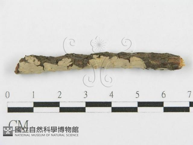 登錄號:F0017792藏品圖，第3張