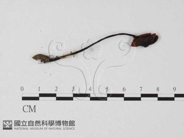 盔孢傘屬藏品圖，第3張