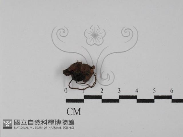 登錄號:F0029792藏品圖，第3張