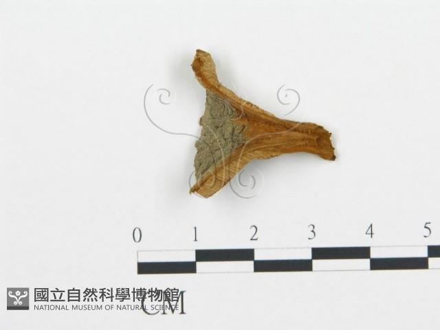 登錄號:F0019792藏品圖，第1張