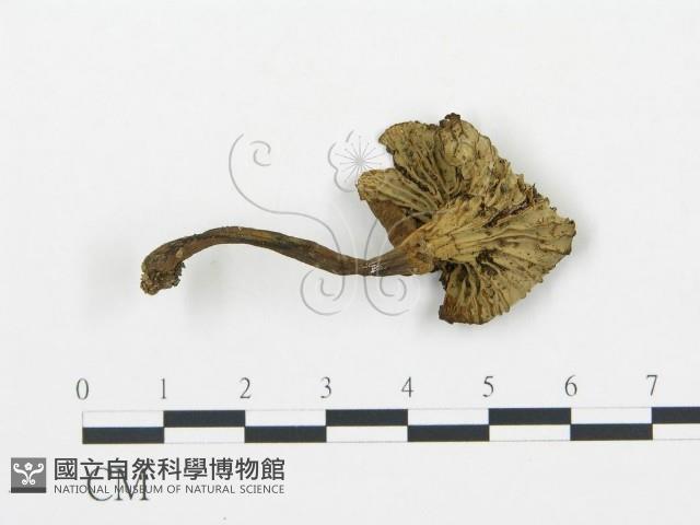 登錄號:F0003792藏品圖，第3張