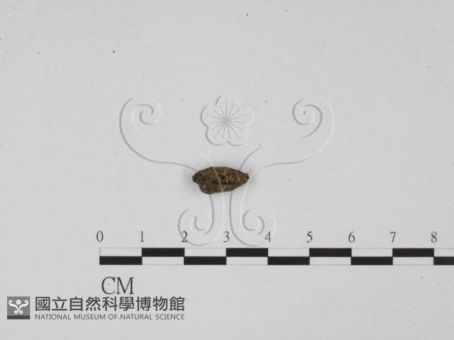 館號:F0000592藏品圖，第3張