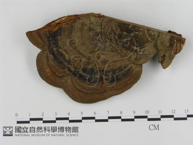 登錄號:F0010592藏品圖，第1張