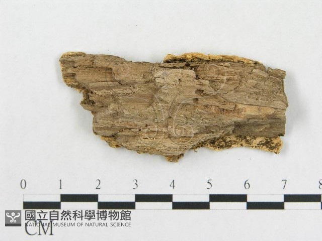 登錄號:F0006592藏品圖，第3張