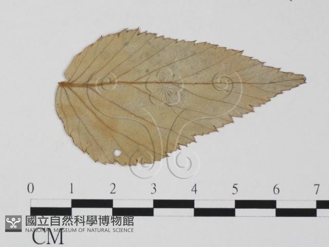 登錄號:F0011592藏品圖，第3張