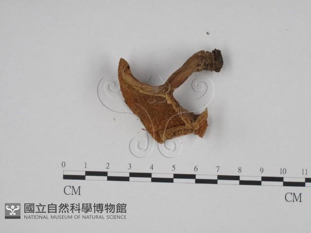 登錄號:F0024592藏品圖，第3張