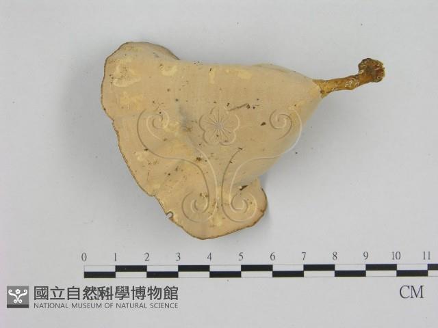 相鄰小孔菌藏品圖，第3張