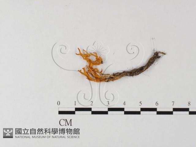 登錄號:F0025592藏品圖，第3張