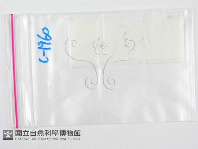 登錄號:F0005592藏品圖，第3張