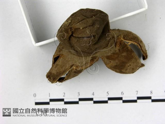 登錄號:F0015592藏品圖，第3張