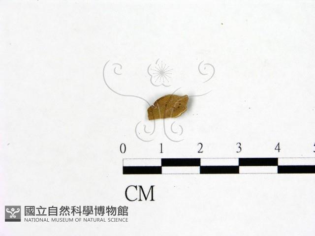 登錄號:F0019592藏品圖，第3張