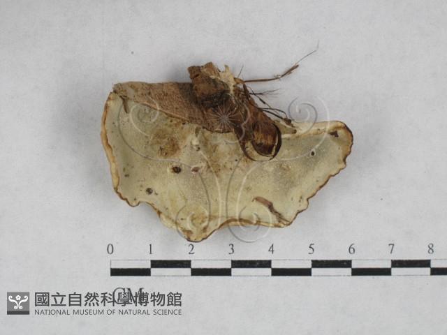 栓菌屬藏品圖，第3張