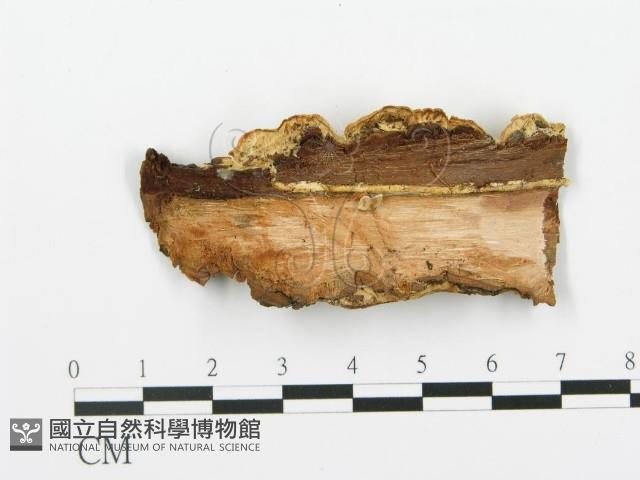 登錄號:F0008192藏品圖，第3張