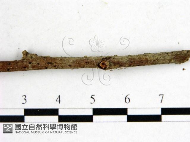 登錄號:F0000192藏品圖，第3張