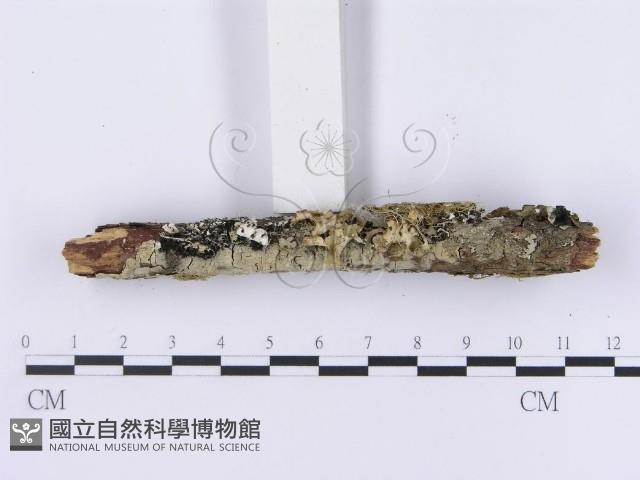 登錄號:F0001192藏品圖，第3張