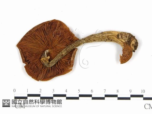 登錄號:F0002192藏品圖，第3張