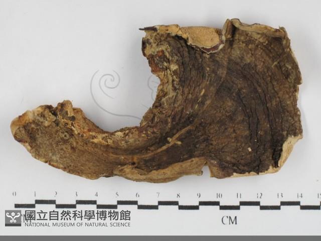 登錄號:F0032192藏品圖，第3張
