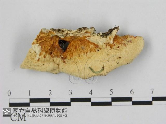 登錄號:F0007192藏品圖，第3張