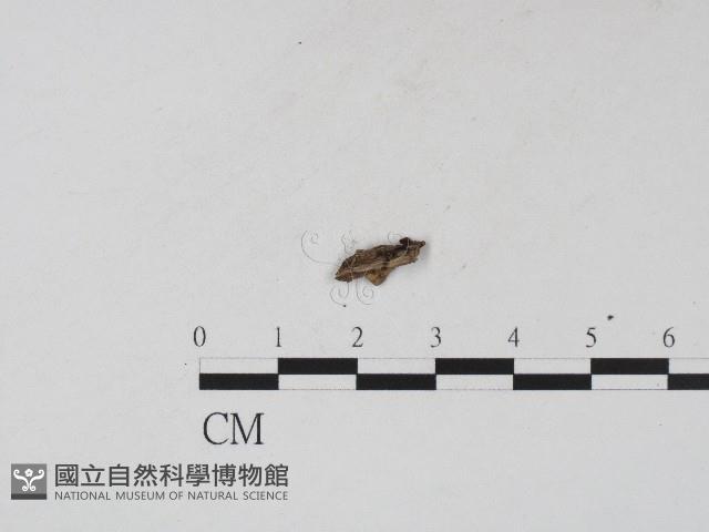 登錄號:F0017192藏品圖，第3張