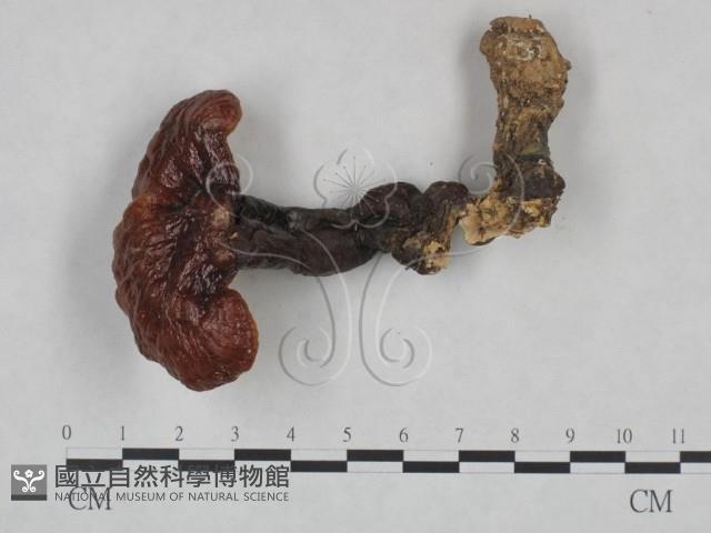 靈芝屬藏品圖，第3張