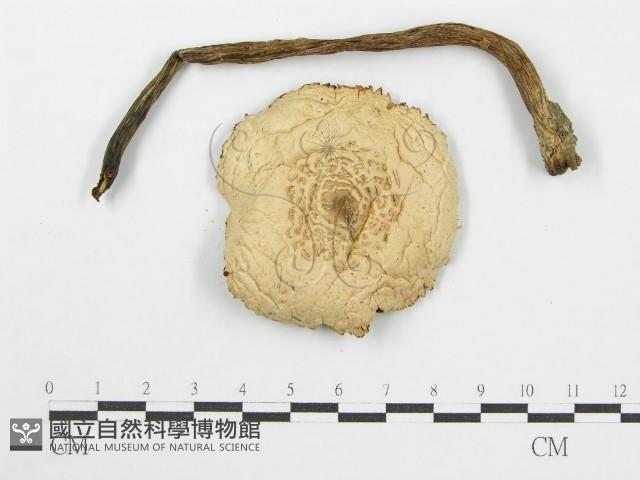 登錄號:F0005192藏品圖，第3張