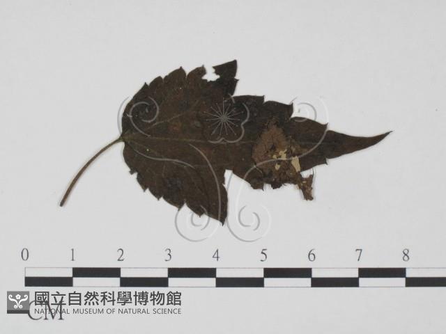 登錄號:F0019192藏品圖，第3張
