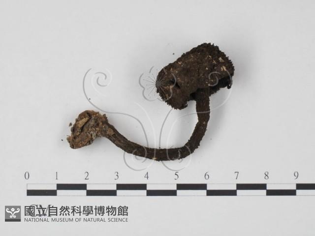 登錄號:F0013192藏品圖，第3張