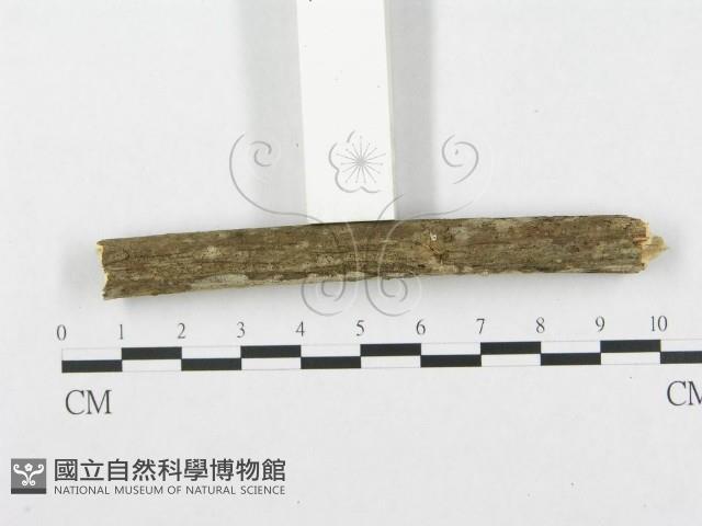 銳岩菌屬藏品圖，第3張