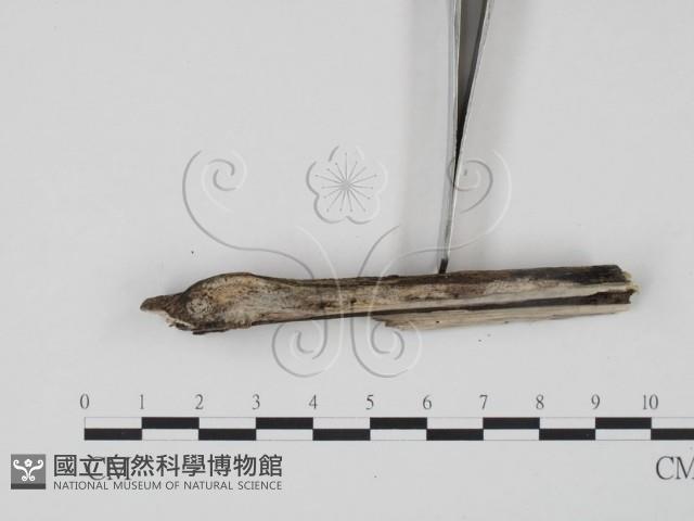 登錄號:F0000092藏品圖，第3張