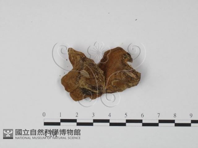 韌革菌屬藏品圖，第3張