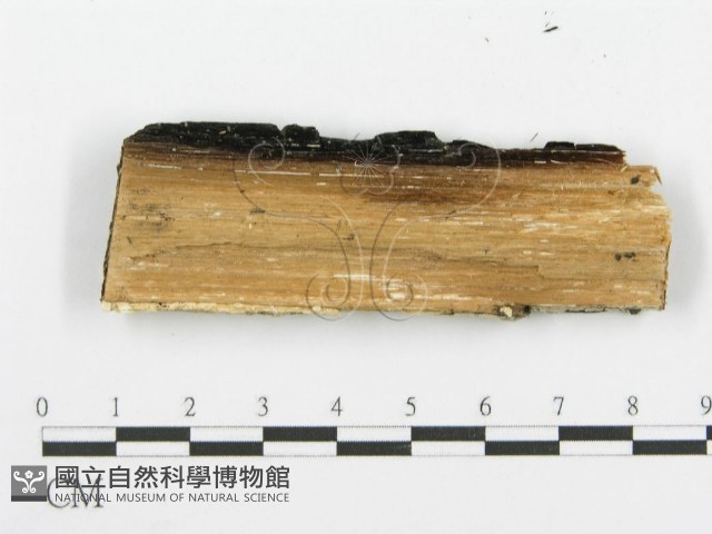 登錄號:F0006092藏品圖，第3張