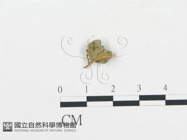 登錄號:F0011092藏品圖，第3張