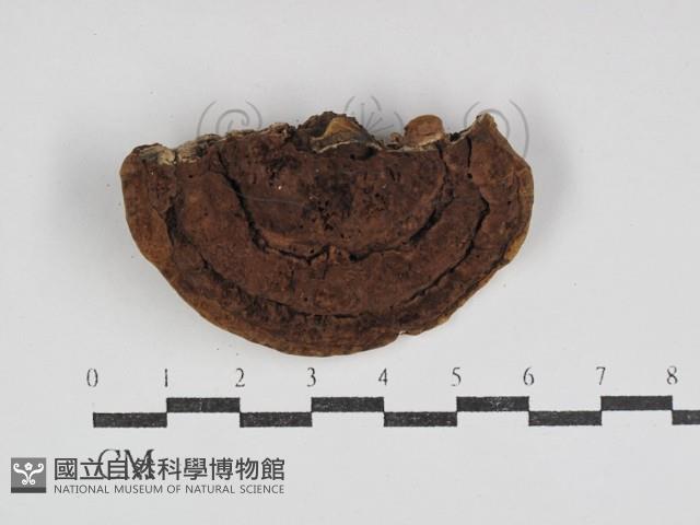 登錄號:F0031092藏品圖，第3張