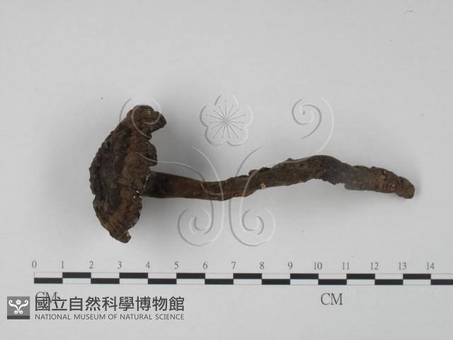 登錄號:F0024092藏品圖，第3張