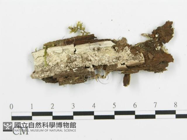 阿太菌屬藏品圖，第3張