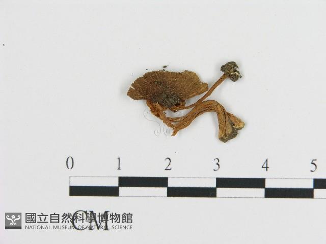 登錄號:F0017092藏品圖，第3張