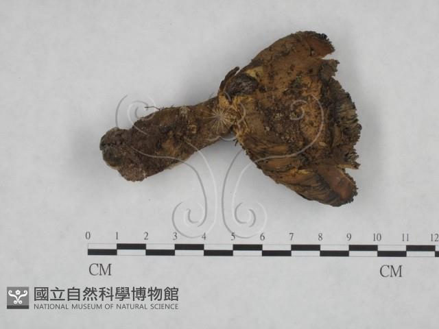 登錄號:F0025092藏品圖，第3張